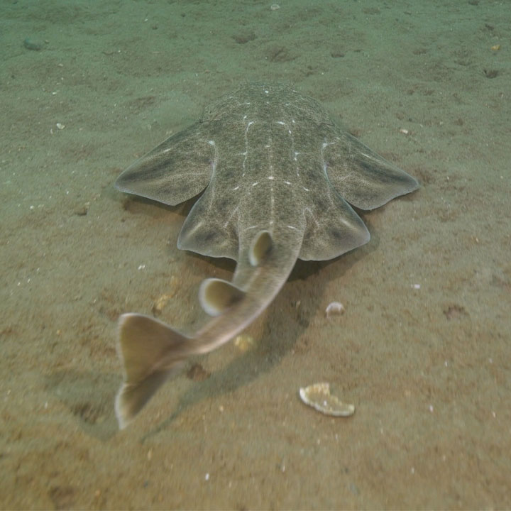 JDScuba_no_WM_Wales_Juvenile ASH swimming